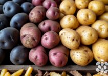 Explorer les différentes variétés de pommes de terre pour un coupe-frites parfait